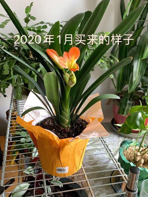 君子兰怎么养才能开花,君子兰怎么养才能开花 容易