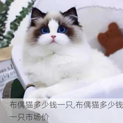 布偶猫多少钱一只,布偶猫多少钱一只市场价